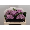 Zijde Wax-Hydrangea Hydr Wax Zijde Rose