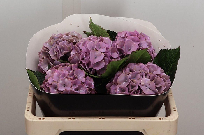 Zijde Wax-Hydrangea Hydr Wax Zijde Rose