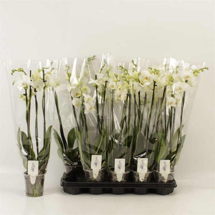 <h4>PHAL OV WIT</h4>