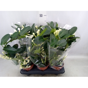 Stephanotis floribunda   ...