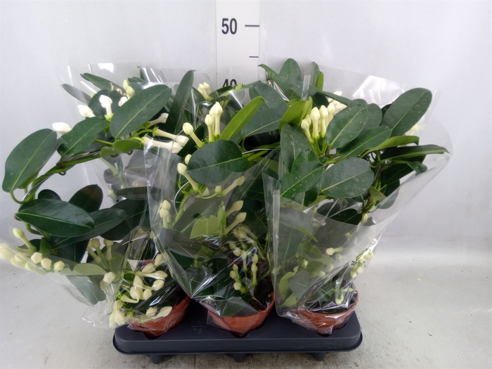 Stephanotis floribunda   ...