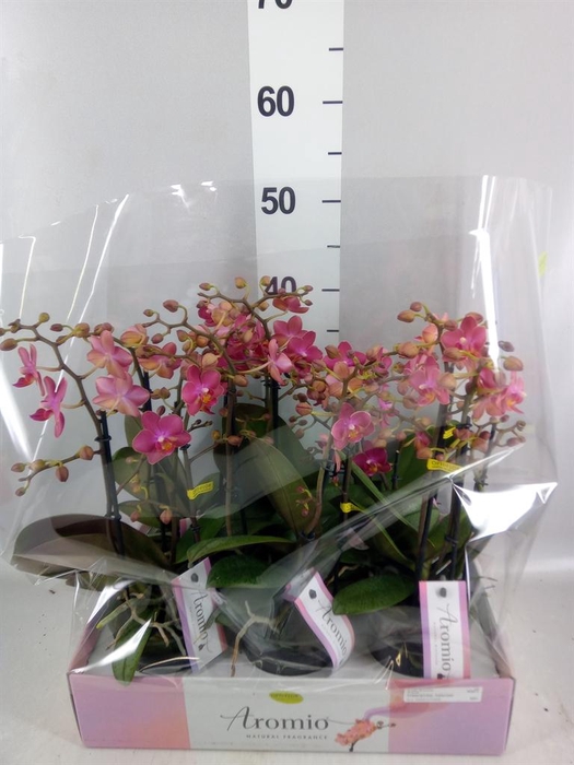 <h4>Phalaenopsis multi.   ...orange</h4>
