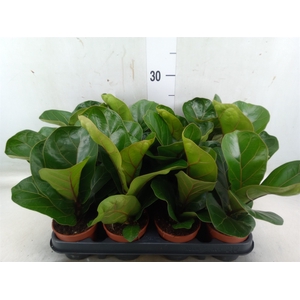 Ficus lyrata 'Bambino'