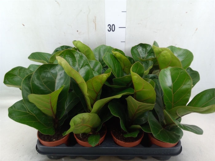 <h4>Ficus lyrata 'Bambino'</h4>