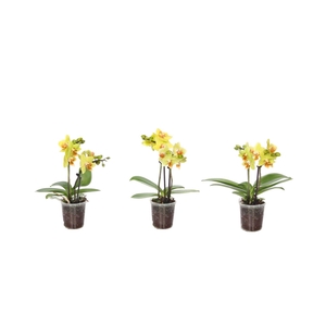 Phal Tiny Dolls Geel 2T10+ zonder Aqu@