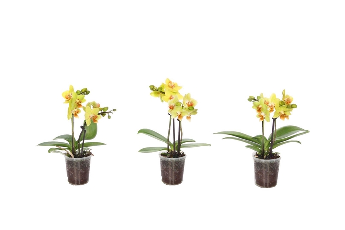 <h4>Phal Tiny Dolls Geel 2T10+ zonder Aqu@</h4>