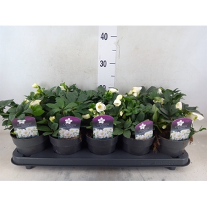 Helleborus niger 'Christmas Carol'