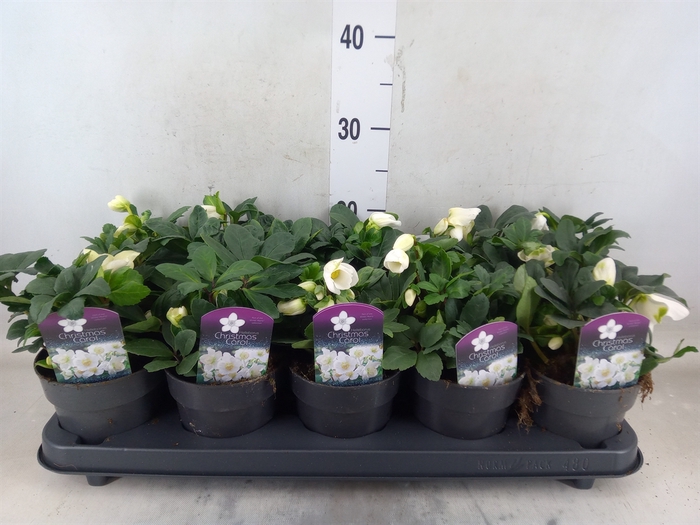 <h4>Helleborus niger 'Christmas Carol'</h4>