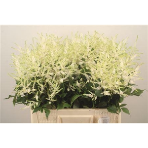 Astilbe Wasingthon White