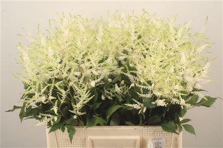 <h4>Astilbe Wasingthon White</h4>