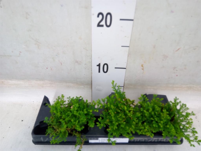 <h4>Planten   ... L%</h4>