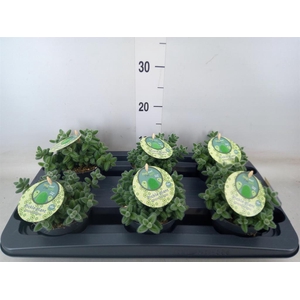 Delosperma echinatum