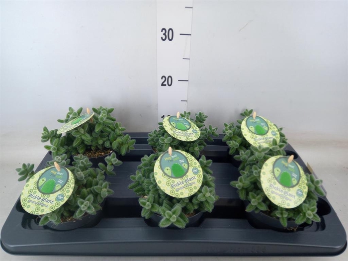 <h4>Delosperma echinatum</h4>