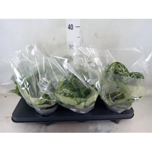 Primulina dryas 'Pretty Turtle'