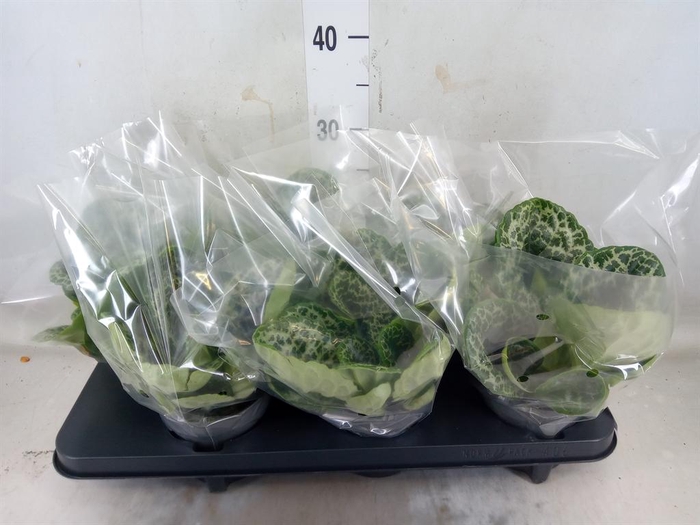 <h4>Primulina dryas 'Pretty Turtle'</h4>