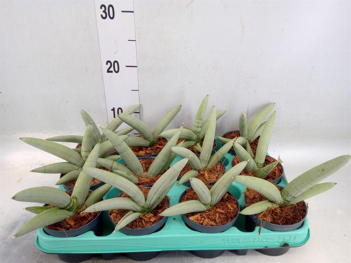 <h4>Sansevieria ...</h4>