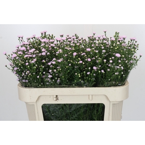 Aster Baby Pink Pearl