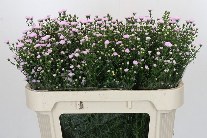 Aster Baby Pink Pearl