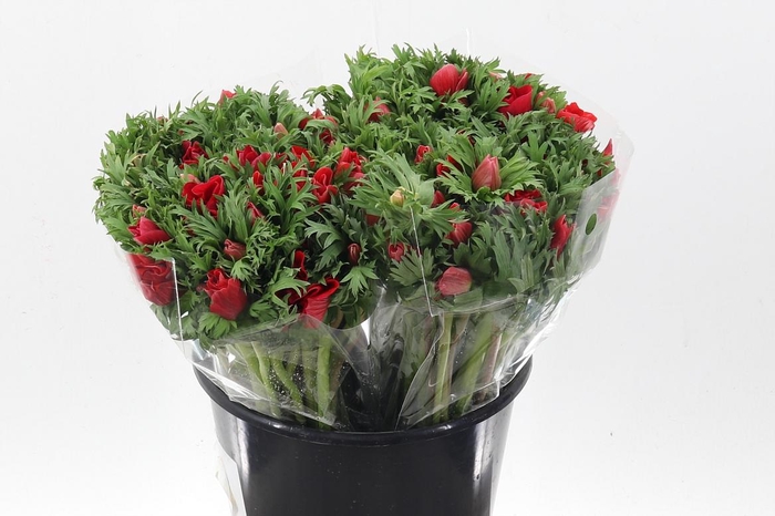 <h4>An Galilee Red 45cm</h4>