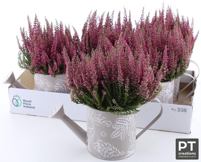 <h4>ARR TUINPLANTEN</h4>