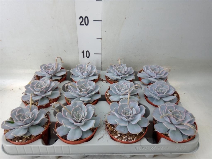 <h4>Echeveria lilacina</h4>