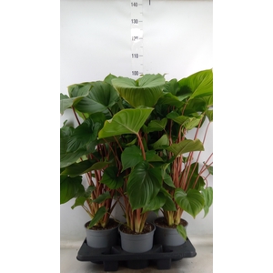 Homalomena rubescens 'Maggy'