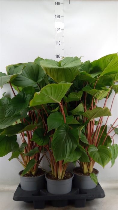 <h4>Homalomena rubescens 'Maggy'</h4>