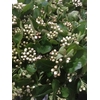 ARONIA GWS