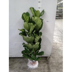Ficus lyrata