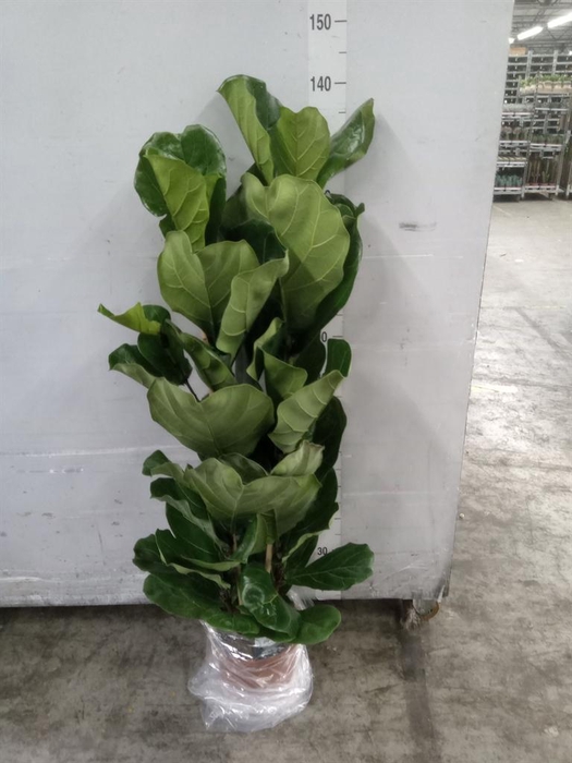 <h4>Ficus lyrata</h4>
