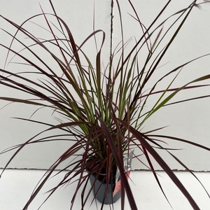 Graminées Pennisetum 'Fireworks'