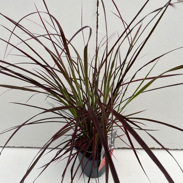 <h4>Graminées Pennisetum 'Fireworks'</h4>
