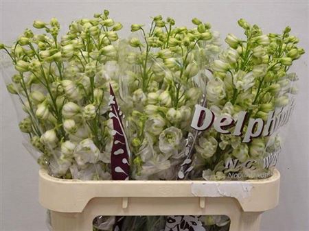 <h4>Delph Du Dew White Smile</h4>
