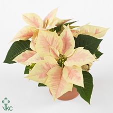 Euphorbia pulc. 'Mars Marble'