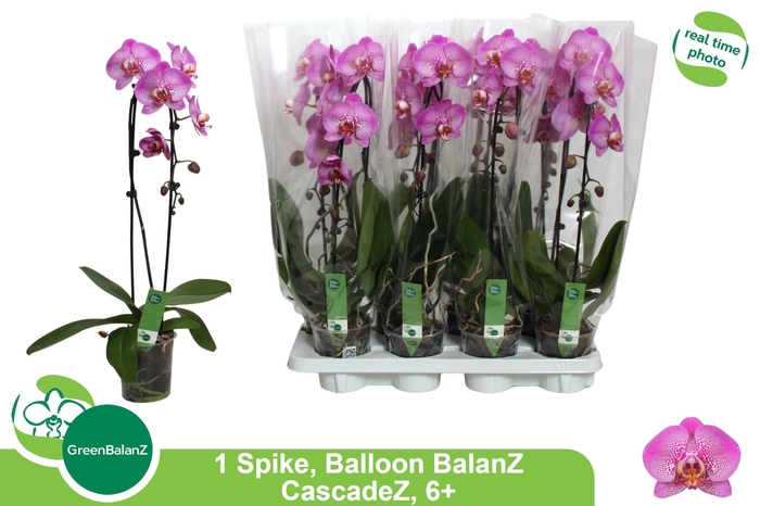 <h4>PHAL EL CASCADE</h4>