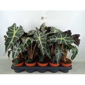 Alocasia amazonica 'Polly'
