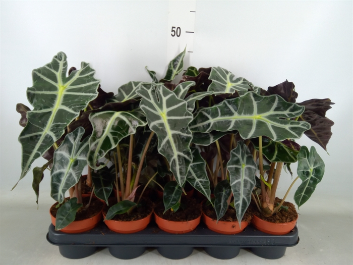 <h4>Alocasia amazonica 'Polly'</h4>