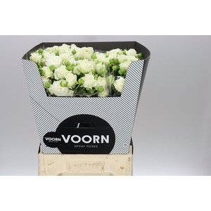 Rosa Tr Bridal Flow