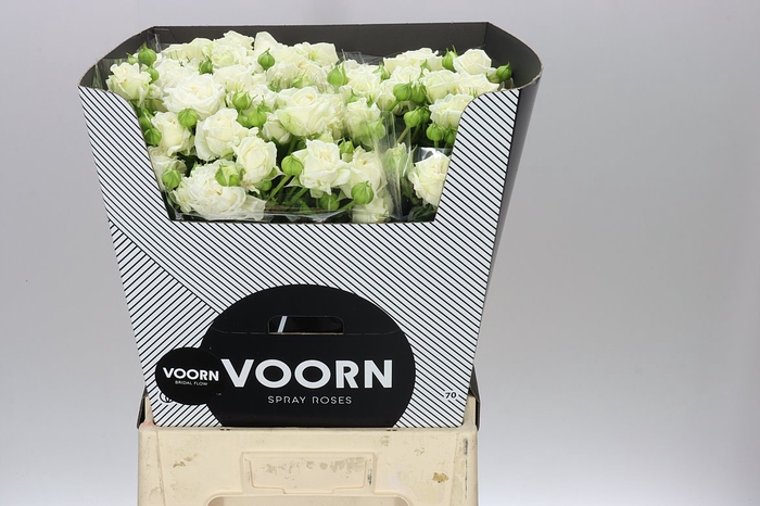 <h4>Rosa Tr Bridal Flow</h4>