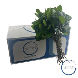 SALAL TIPS VENTIUM