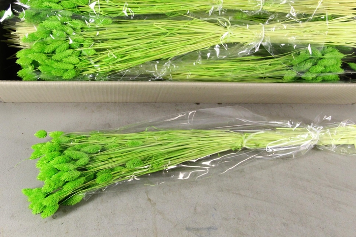 <h4>DF Phalaris Bs L.Green 100g</h4>