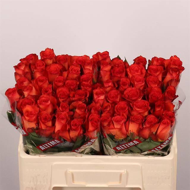 <h4>R Gr Meteor</h4>