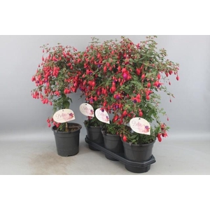 FUCHSIA OV