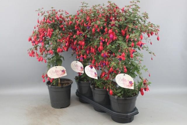 <h4>FUCHSIA OV</h4>