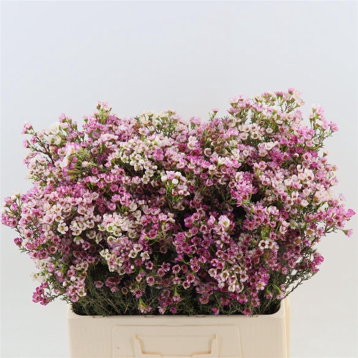 <h4>Chamelaucium Sweet Cherry</h4>