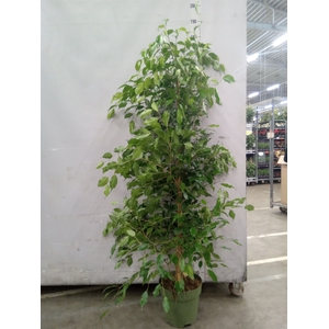 Ficus benja. 'Exotica'