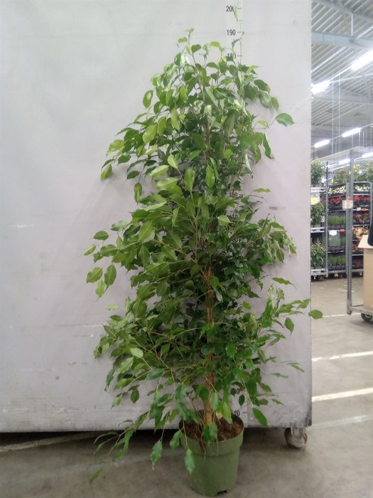 <h4>Ficus benja. 'Exotica'</h4>