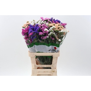 Limonium sinuatum 'Mix'