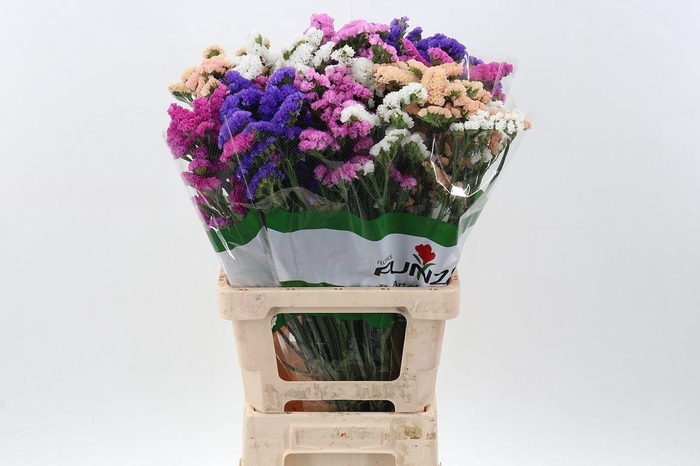 <h4>Limonium sinuatum 'Mix'</h4>