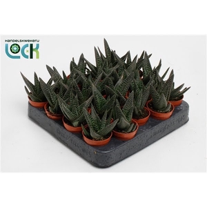 Haworthia Gasworthia 'Royal Highness